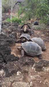 厄瓜多尔-加拉帕戈斯群岛-巨龟