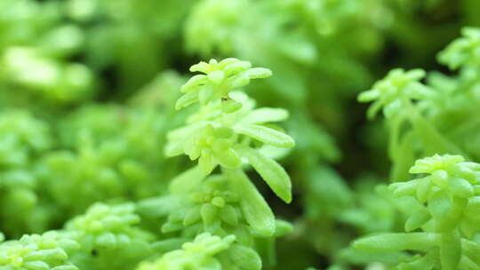 多肉 绿色 盆栽 多花瓣植物 生命力 生机