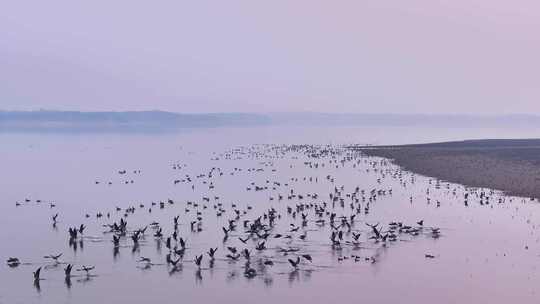 大雁群飞 鄱阳湖候鸟