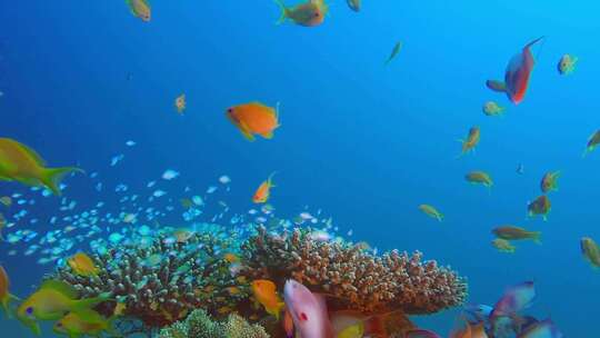 海底世界水下鱼群实拍