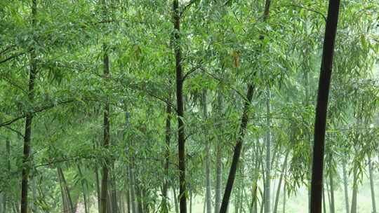 下雨天茂密的竹林枝叶繁茂生机勃勃的景象