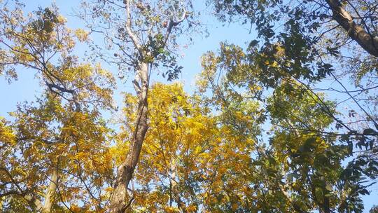 实拍秋天泛黄树叶植物视频素材模板下载