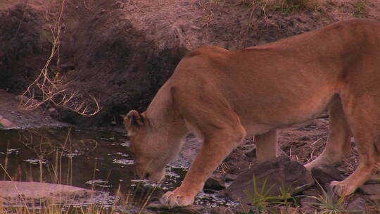 母狮从小池塘里喝水
