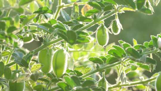 夏日清晨绿色植物宁静和谐的素材