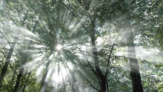 阳光透过树叶 阳光照进森林视频素材模板下载