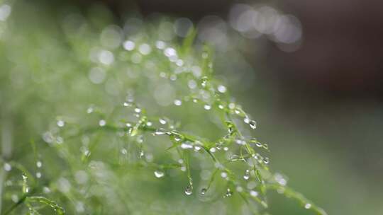 绿色唯美春天雨滴露珠升格微距