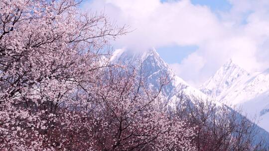 雪山下的桃花