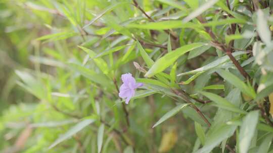 紫花绿草 709