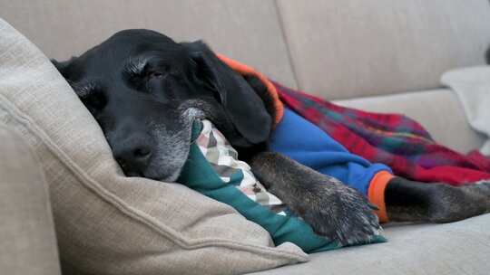 寒冷的冬日，一只疲惫的老拉布拉多犬裹着红