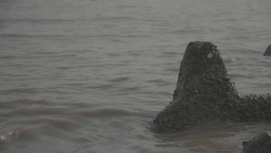 上海海边礁石樱花log灰色实拍原素材视频素材模板下载