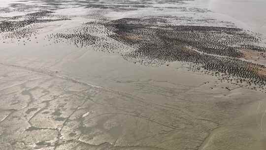 航拍泉州海蛎田 海蛎石 生蚝产地