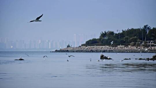 深圳湾鸟类栖息地自然风光视频