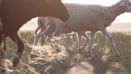 草原羊群小羊羔 写意拍摄