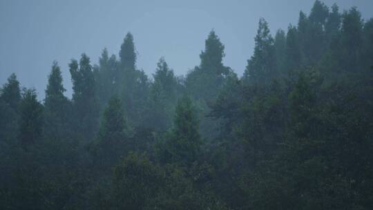 山雾森林秋雨