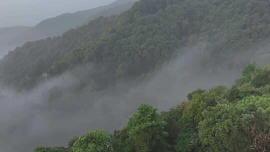 森林云雾 绿色自然 茶园云雾 唯美自然