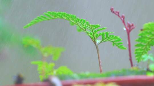 雨中的蕨类植物升格