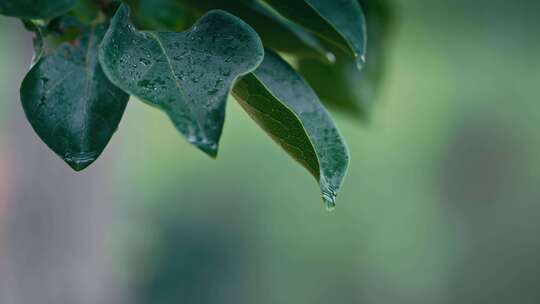 绿叶雨后雨滴水珠