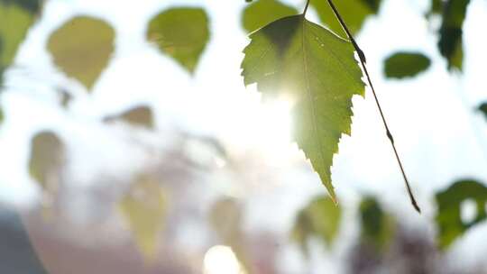 特写阳光透过树叶，树叶摆动