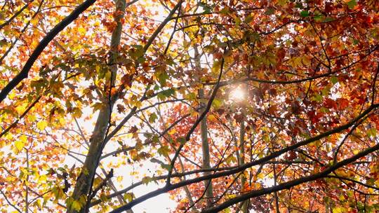 杭州西湖杨公提梧桐树秋天落叶