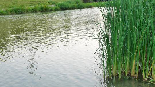 广西南宁那考河湿地公园生态环境