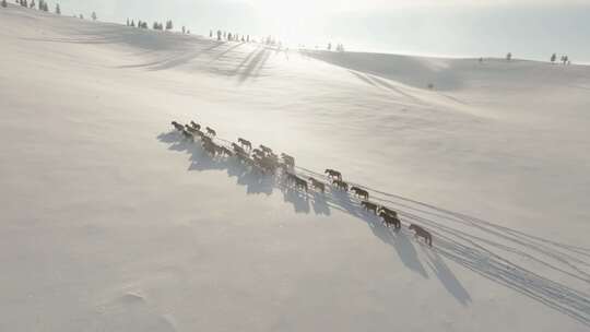 雪原上的马群
