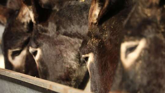 毛驴饲养家畜人工养殖视频素材模板下载
