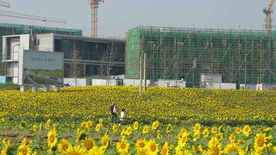 成都田园城市建设与向日葵花田