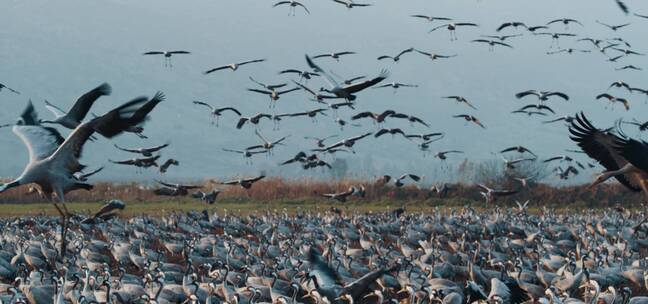 慢动作飞翔的鸟群在地面着陆