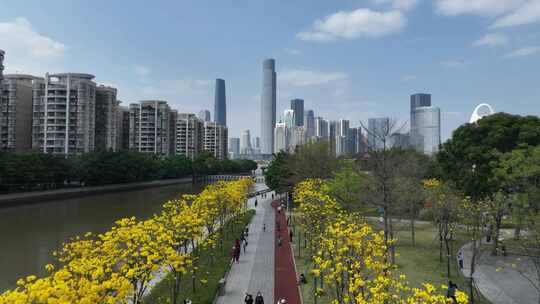 中国广东省广州市海珠区磨碟沙黄花风铃