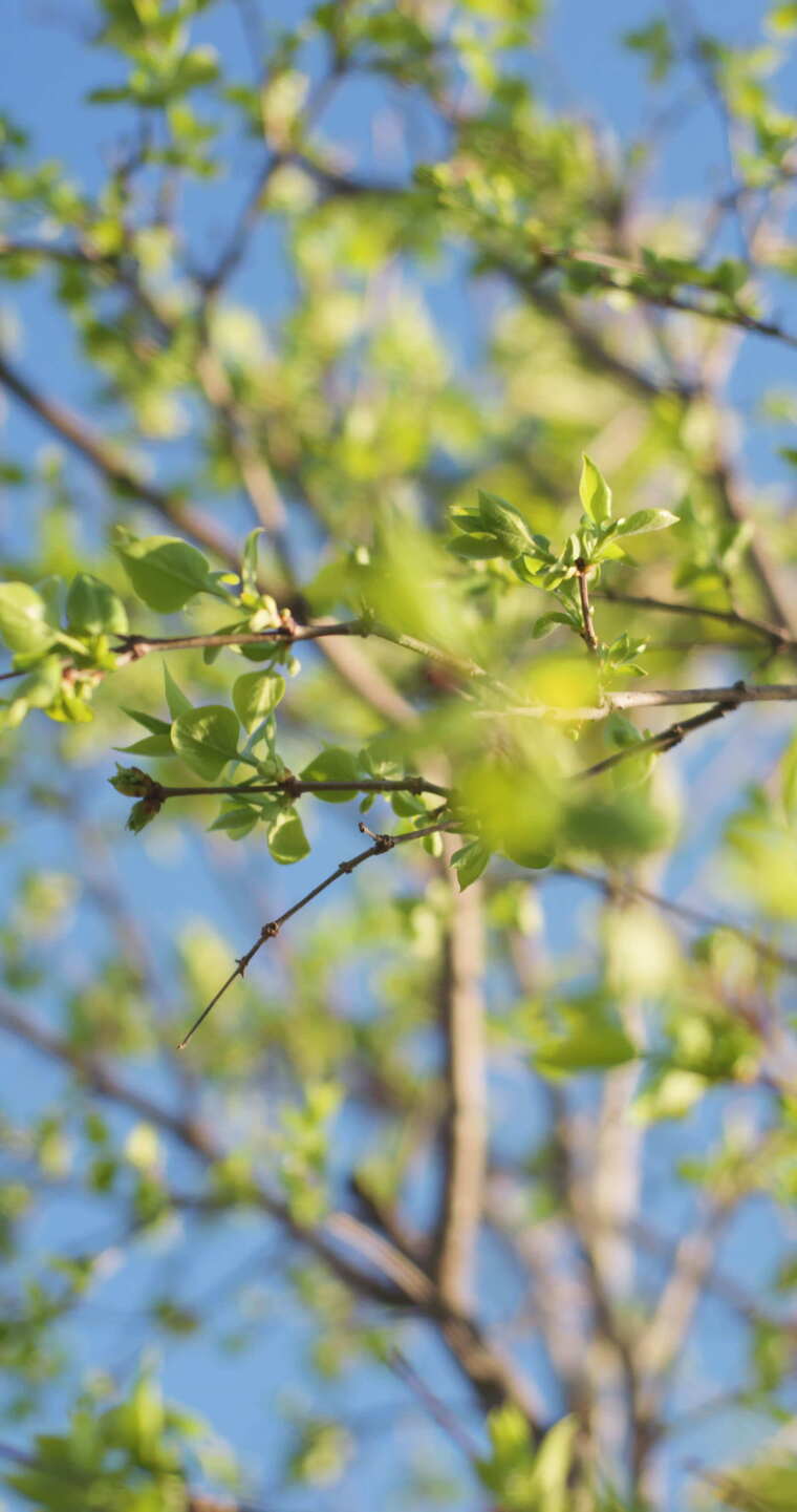 春天刚刚发芽的柳枝