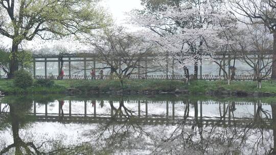 杭州西湖景区花港观鱼雾景