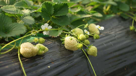 农民田间劳动种植蔬菜蔬菜大棚里的蔬菜草莓