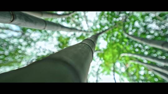 夏季竹林竹根公园变焦点视频视频素材模板下载
