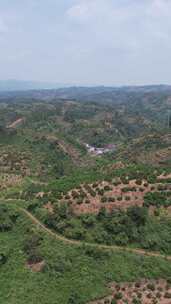 竖版航拍山川丘陵水果种植水果基地