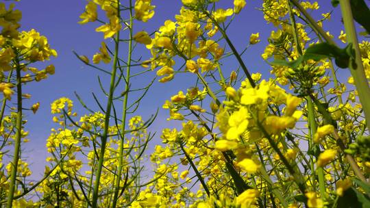 油菜花 蜜蜂采蜜