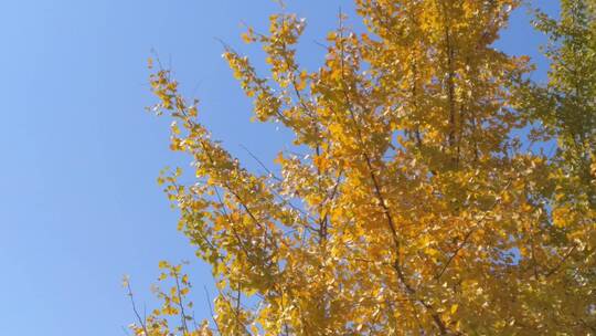 秋天里金黄唯美的金色秋天阳光银杏树树叶