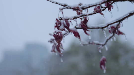 武汉江汉区菱角湖公园雪景