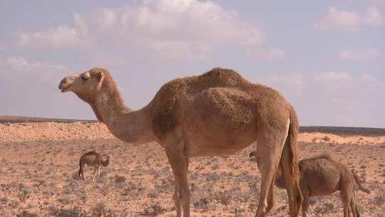 沙漠骆驼 骆驼吃草