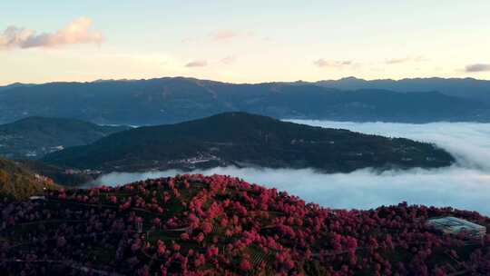 中国云南大理无量山樱花谷日出云海航拍