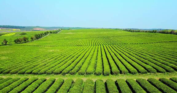 东方亚洲茶树种植园