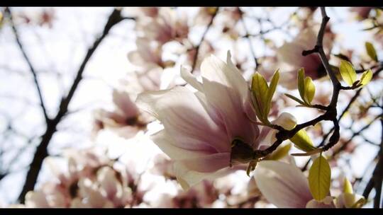 盛开的盛开的白玉兰树视频素材模板下载