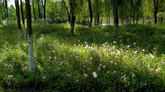 春天幽静小树林小路两边开满野花