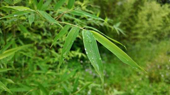 雨清明谷雨竹叶雨水下雨