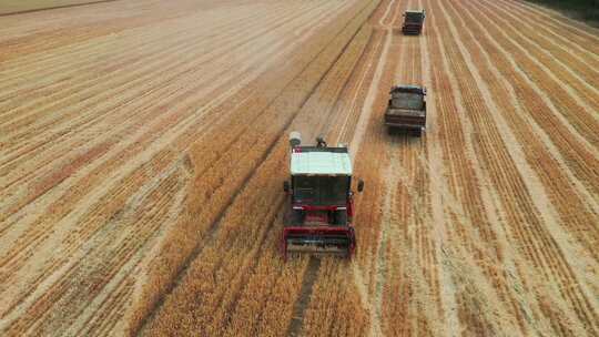 金兰牧场麦收季节视频素材模板下载