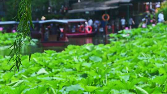 夏季荷塘湖面游船摇橹船赏荷花荷叶