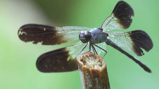 燃烧翅膀的蓝色蜻蜓，绿色柔焦背景，特写