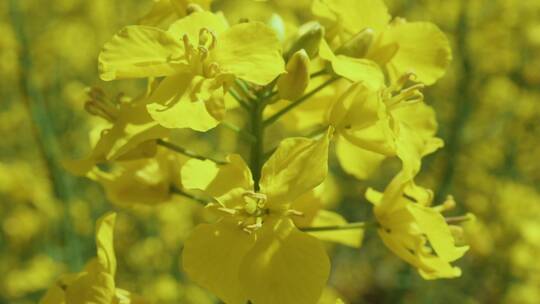 黄花油菜籽菜籽园。美丽的开花R视频素材模板下载