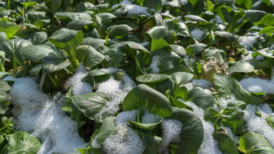 冬天下雪冰雪融化田园蔬菜