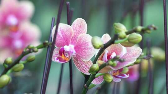 金蝶蝴蝶兰 金蝶花型 蝴蝶兰 金边蝴蝶兰