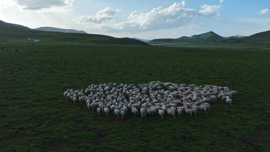 祁连山草原上的羊群视频素材模板下载